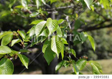 ソメイヨシノの葉 39945081