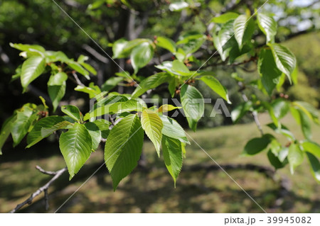 ソメイヨシノの葉 39945082