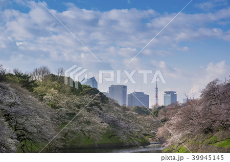 桜と千鳥ヶ淵 桜と千鳥ヶ淵 39945145