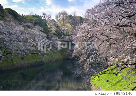 桜と千鳥ヶ淵 桜と千鳥ヶ淵 39945146