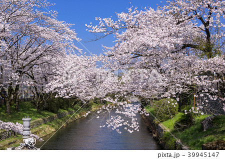 羽村堰の桜並木の写真素材