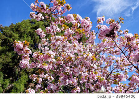 台湾 阿里山 桜花見の写真素材