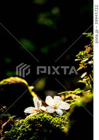 花 フラワー お花 39945722