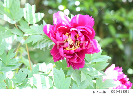 ボタンの花 39945895