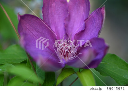 紫のテッセン 39945971