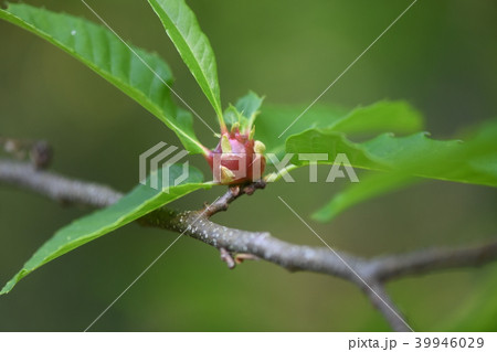 栗の木の虫こぶ 39946029