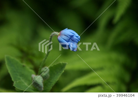 青いケシの花 39946104