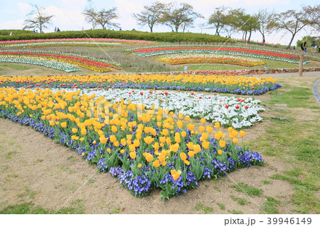 春の公園 チューリップ満開 春の公園 チューリップ満開 39946149