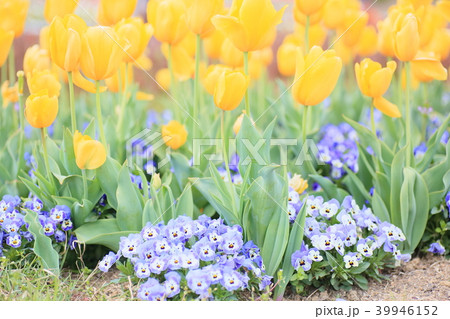 チューリップの花 チューリップの花 39946152
