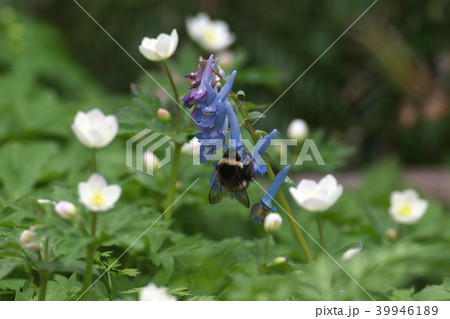 お花畑とマルハナバチ 39946189
