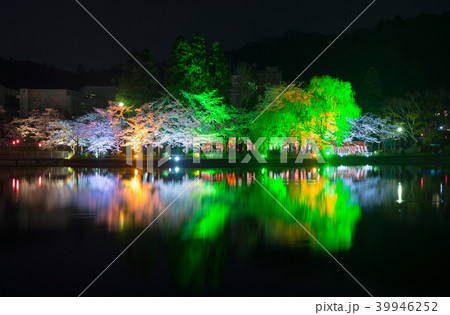 八鶴湖 夜桜ライトアップ (千葉県東金市) ※2018年春 八鶴湖 夜桜ライトアップ (千葉県東金市) ※2018年春 39946252
