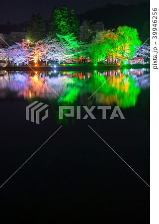 八鶴湖 夜桜ライトアップ (千葉県東金市) ※2018年春 八鶴湖 夜桜ライトアップ (千葉県東金市) ※2018年春 39946256