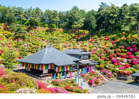東京青梅 塩船観音寺 ツツジ 東京青梅 塩船観音寺 ツツジ 39946591