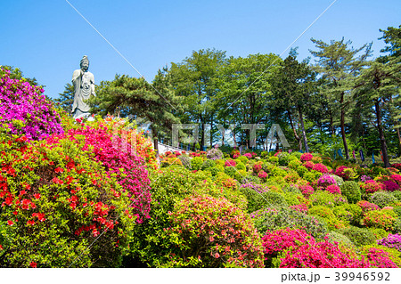 東京青梅 塩船観音寺 ツツジ 東京青梅 塩船観音寺 ツツジ 39946592