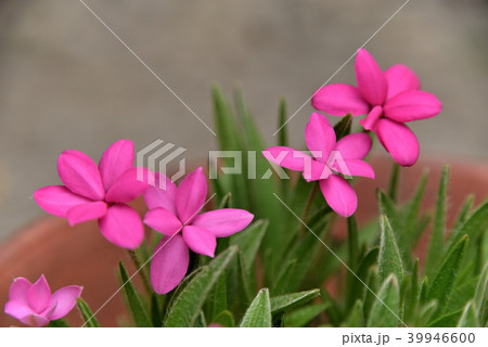 アッツザクラ 39946600