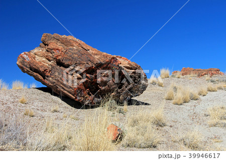 Petrified tree trunks in Petrified Forest National Park, USA 39946617