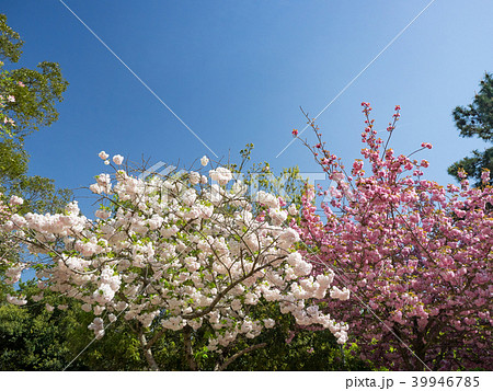 桜 さくら サクラ 39946785