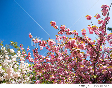 桜 さくら サクラ 39946787