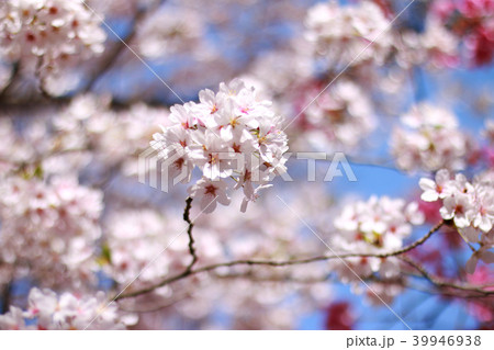 桜・香川 桜・香川 39946938