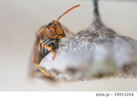 セグロアシナガバチの営巣 39951038