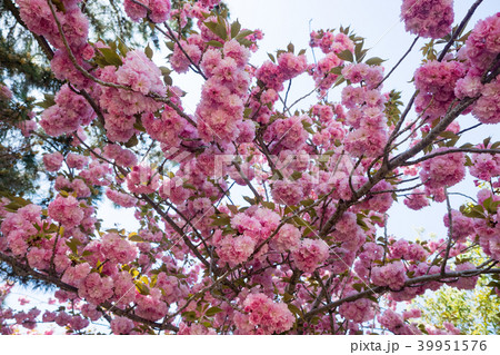 桜 さくら サクラ 39951576