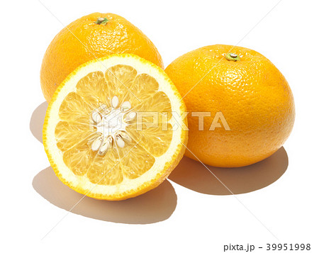 夏みかん（甘夏-アマナツ） 川野ナツダイダイ-熊本県、芦北地方 39951998