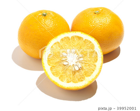 夏みかん（甘夏-アマナツ） 川野ナツダイダイ-熊本県、芦北地方 39952001