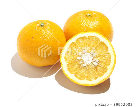 夏みかん（甘夏-アマナツ） 川野ナツダイダイ-熊本県、芦北地方 39952002