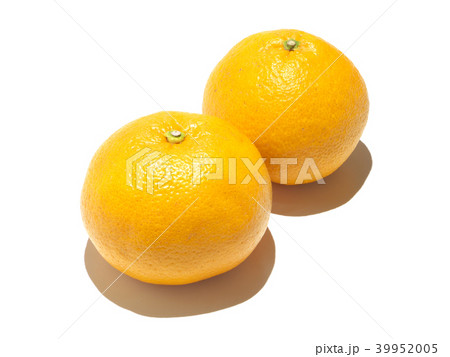 夏みかん（甘夏-アマナツ） 川野ナツダイダイ-熊本県、芦北地方 39952005