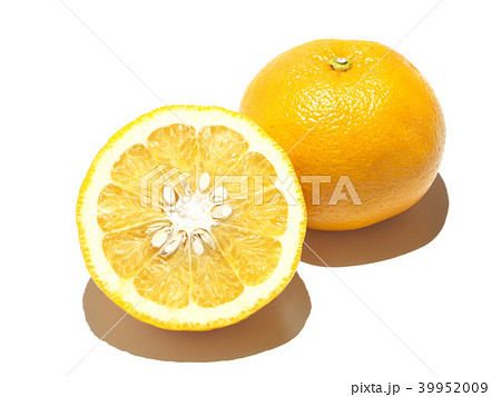 夏みかん（甘夏-アマナツ） 川野ナツダイダイ-熊本県、芦北地方 39952009