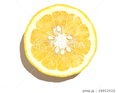 夏みかん（甘夏-アマナツ） 川野ナツダイダイ-熊本県、芦北地方 39952010