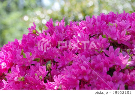ピンクのつつじ ピンクのつつじ 39952103