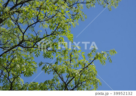 エンジュの若葉 新緑 エンジュの若葉 新緑 39952132
