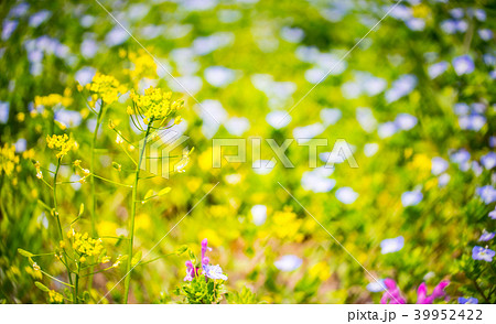 春の野原のイメージの写真素材