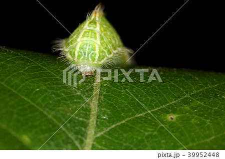 生き物 昆虫 ミズイロオナガシジミ、幼虫です。前から見ると三角形の頂点に産毛。丸い頭がかわいい 生き物 昆虫 ミズイロオナガシジミ、幼虫です。前から見ると三角形の頂点に産毛。丸い頭がかわいい 39952448