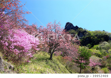 満開の八重桜と妙義山 群馬県立森林公園桜の里 満開の八重桜と妙義山 群馬県立森林公園桜の里 39952469