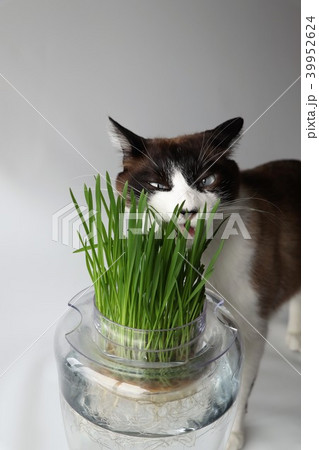 猫草を食べる ねこの写真素材