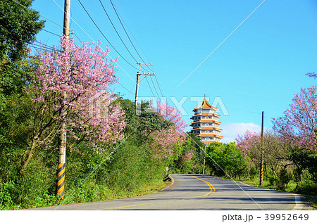 桜 さくら サクラ 39952649