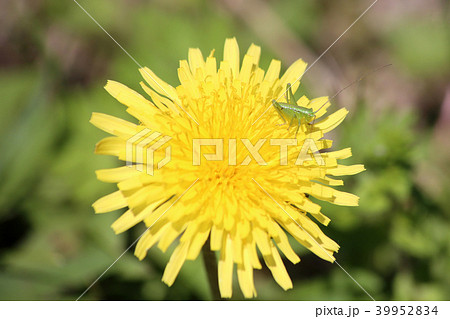 ヤブキリ幼虫とタンポポ ヤブキリ幼虫とタンポポ 39952834