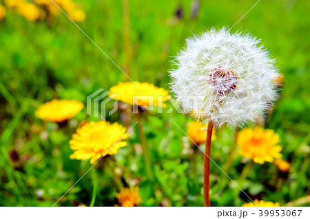 タンポポ胞子 タンポポ胞子 39953067