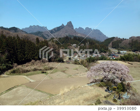 菅原しだれ桜 菅原しだれ桜 39953080