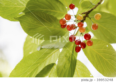 桜 さくら サクラ 39953248