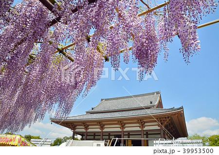 西新井大師の藤の花 39953500