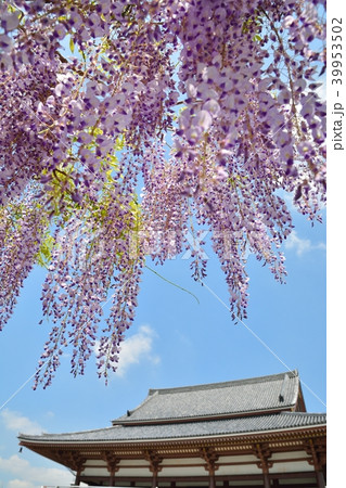 西新井大師の藤の花 39953502