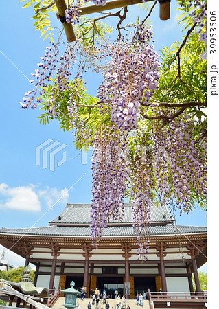 西新井大師の藤の花 西新井大師の藤の花 39953506
