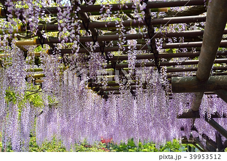 西新井大師の藤の花 39953512