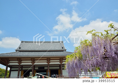 西新井大師の藤の花 西新井大師の藤の花 39953515