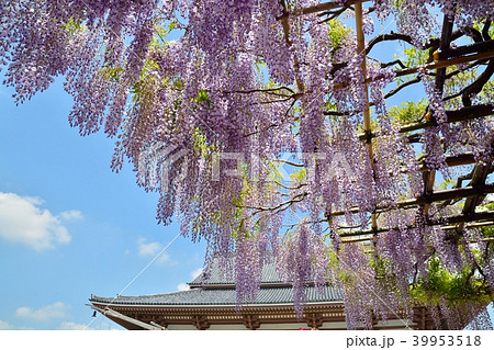 西新井大師の藤の花 39953518