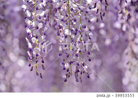 西新井大師の藤の花 39953555