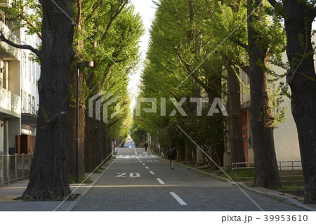 新緑　遊歩道 39953610